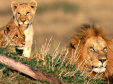 leone, leoni
