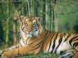 Tigre tigri