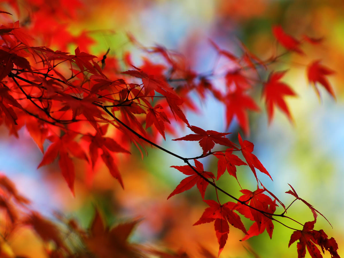 Sfondi desktop natura e paesaggio 1 gratis for Foto autunno per desktop gratis
