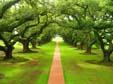 foresta verde di alberi