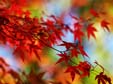 foglie autunno rosse foglio