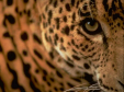 leopardo