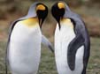 pinguini pinfuino