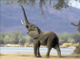 Elefante elefanti