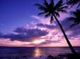 palma tramonto palme spiaggia viola mare