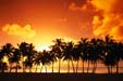 tramonto arancione palme nere oro nel mare