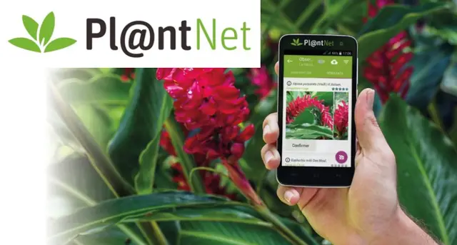 PlantNet: App Gratis che riconosce piante e fiori